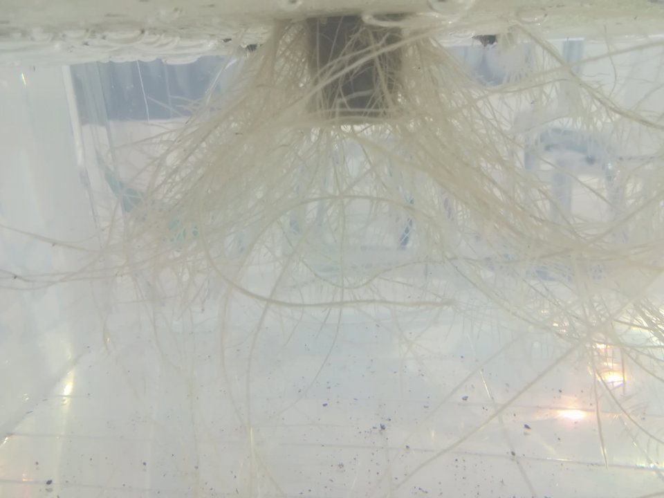 HAVUZ TARIMI konusunda solusyonların etkisi dikkat çekti