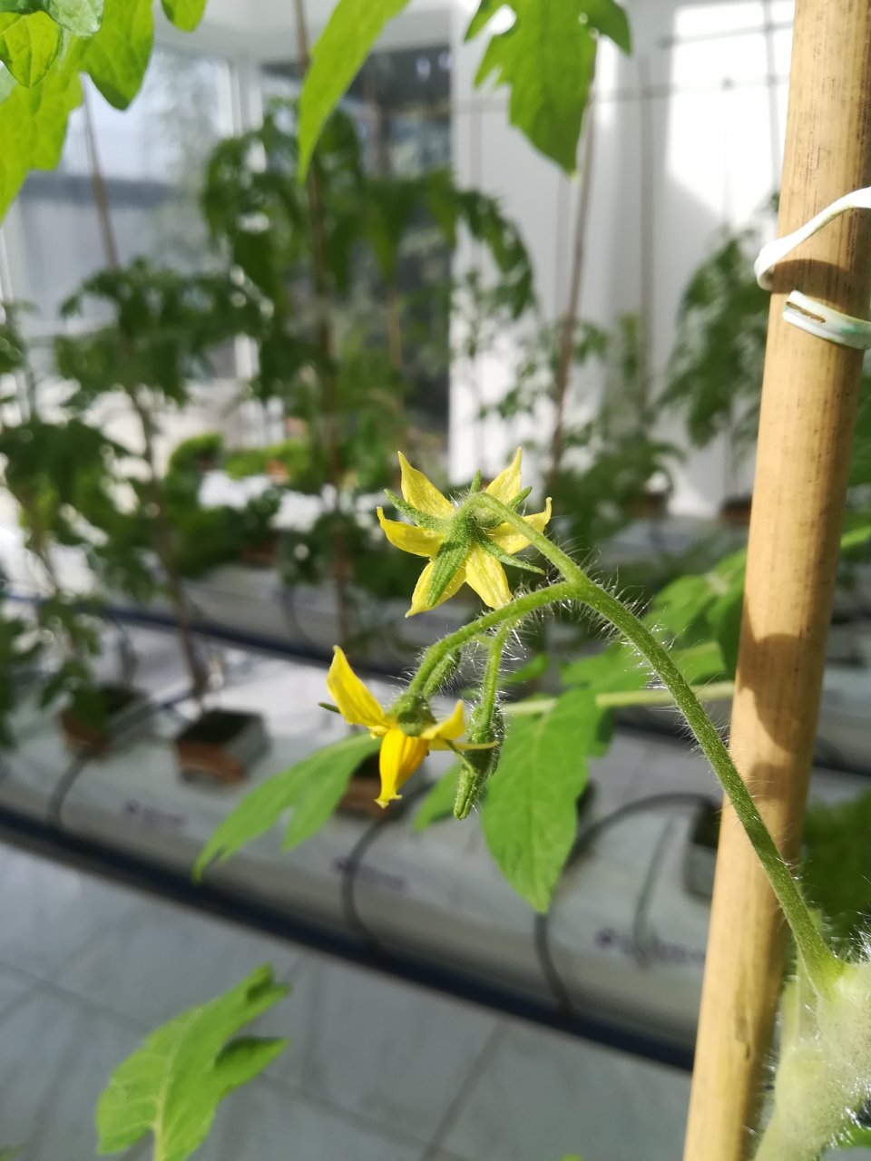 Topraksız Tarımda Solucan Sıvı Gübresi Kullanımı