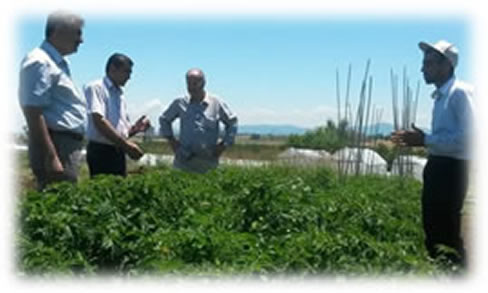 Yeni Domates Çeşitleri Samsun’da Görücüye Çıktı