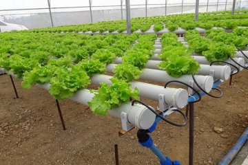 Topraksız Tarımda Tohum Üretimi