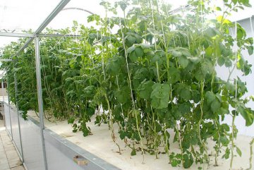 Topraksız Tarım Danışmanlığı