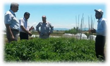 Yeni Domates Çeşitleri Samsun’da Görücüye Çıktı